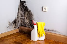 Best Mold Documentation for Insurance Claims  in Newton, IL